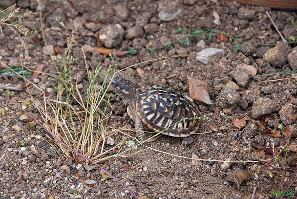 T.Ornata