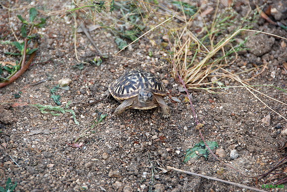 T.Ornata
