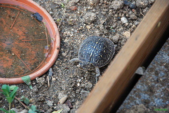 T.Ornata