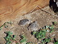 T.Ornatas