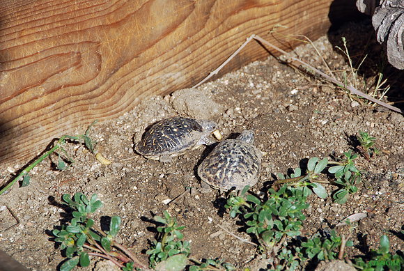 T.Ornatas
