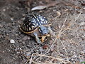 Ornata comiendo