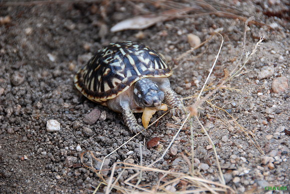 Ornata comiendo