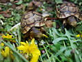 Babys Graecas comiendo