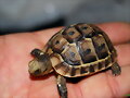 Baby T.Graeca