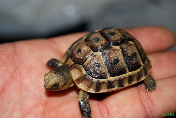 Baby T.Graeca