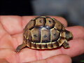 Baby T.Graeca