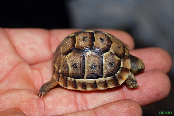 Baby T.Graeca