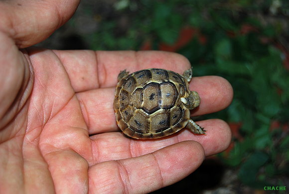 Baby T.Graeca.