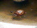 T.C.Major