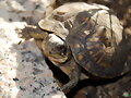 T.C.Major. Macho