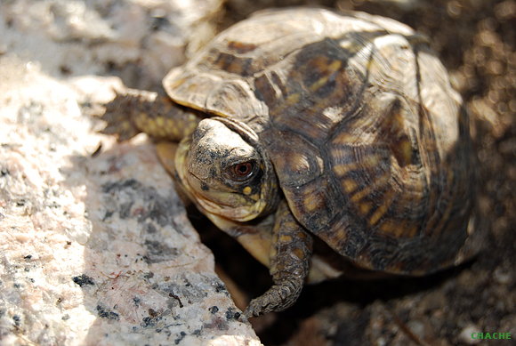 T.C.Major. Macho