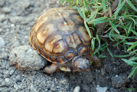 T.C.Major