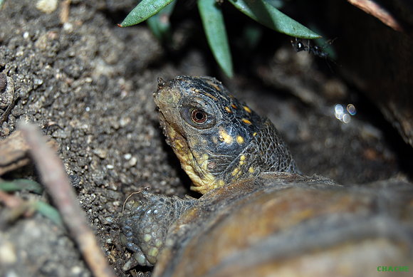 T.C.Major
