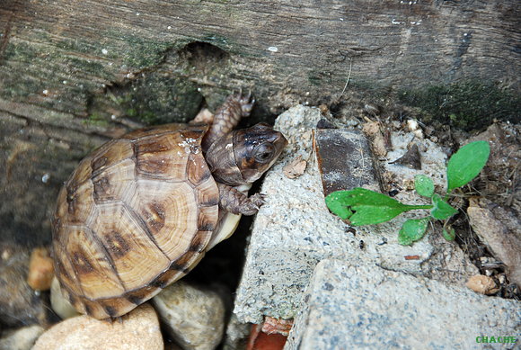 Macho T.C.TRIUNGUIS