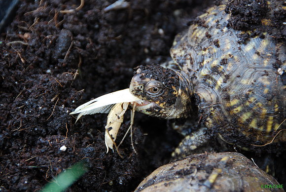 T.C.TRIUNGUIS