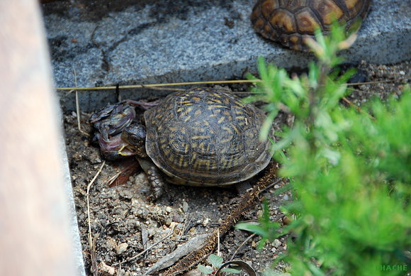 T.C.TRIUNGUIS
