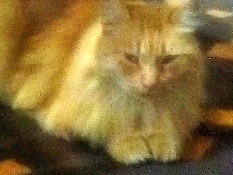 LA GATA AGUSTINA