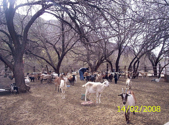 LAS CHIVAS DE  mi rancho...