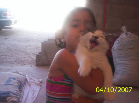 MI  GATO TITO
