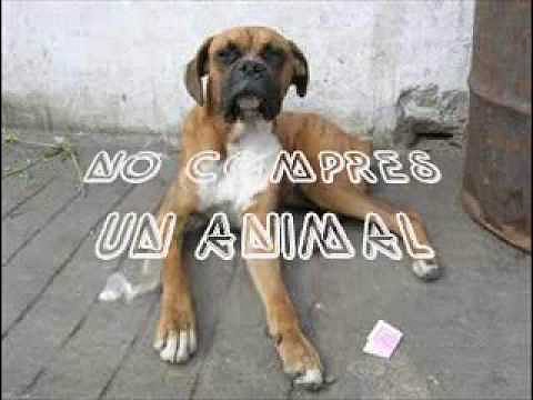 Ska-p &#039;&#039;INSENSIBILIDAD&#039;&#039;