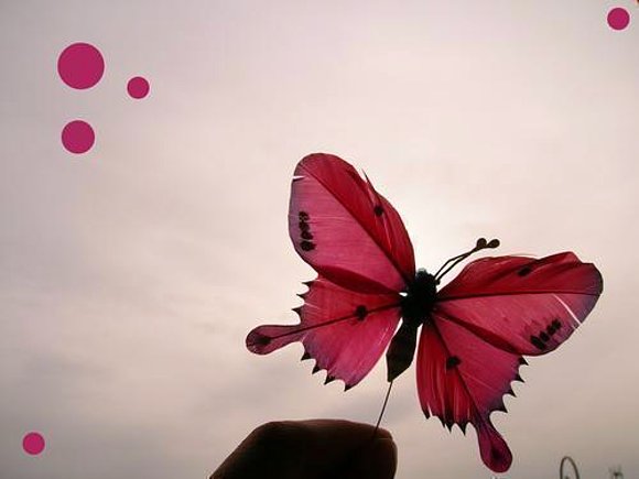 buttefly