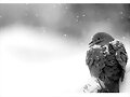 Mourning Dove I