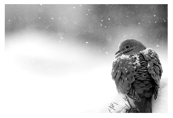 Mourning Dove I