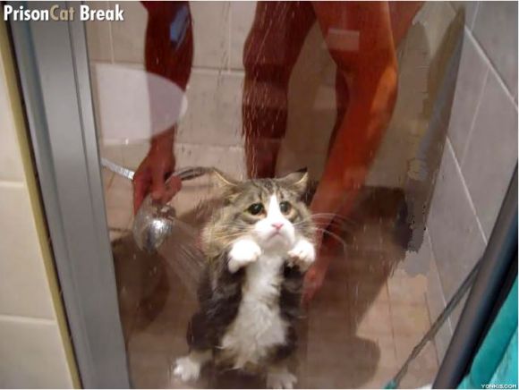 Prison cat