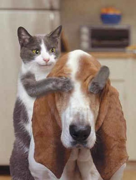 otra más de gatos