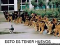 Perros bien adiestrados
