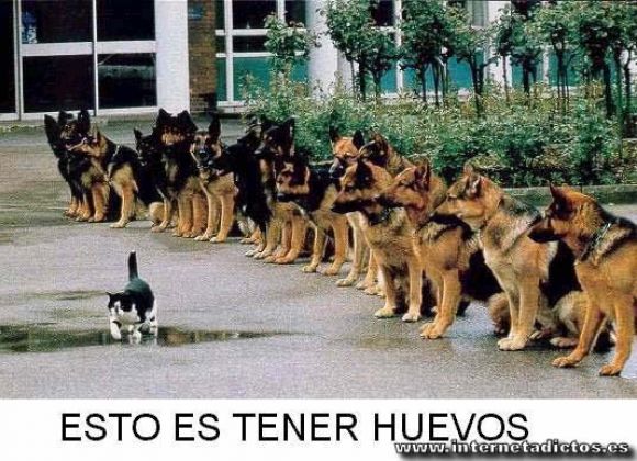 Perros bien adiestrados