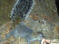 ALIMENTA ARDILLAS