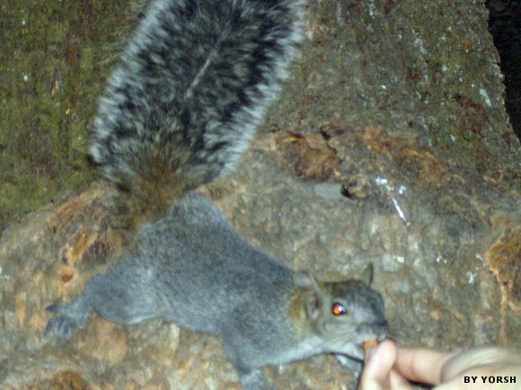 ALIMENTA ARDILLAS