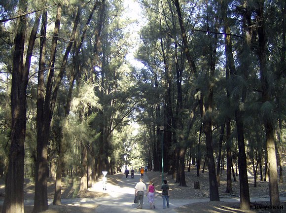 GRANDES ARBOLES