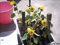 GIRASOLES
