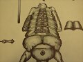 inodoro