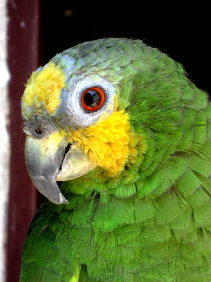 Color Venezolano