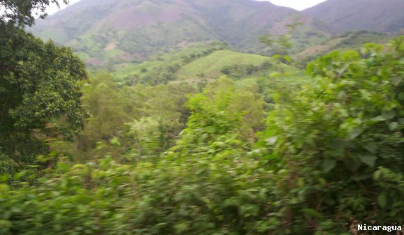 Bosque