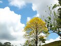 Arbol florecido amarillo