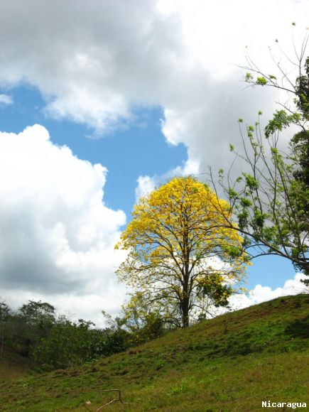 Arbol florecido amarillo