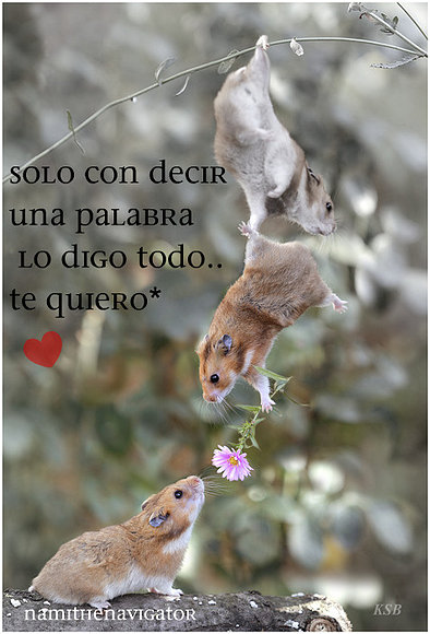 SOLO UN TE QUIERO~