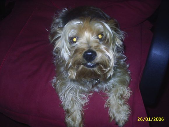 MY PERRITA: KUKI