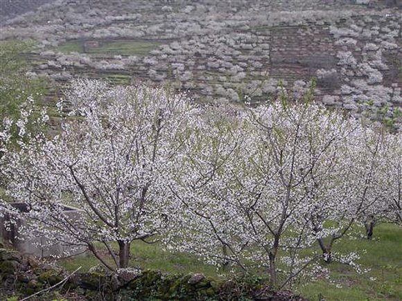 jerte ( caceres)
