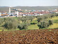 olivos y vi&ntilde;as