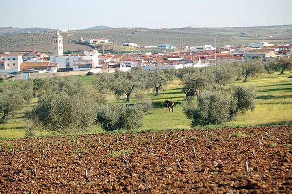 olivos y viñas