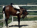 caballo