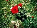 Rosal en el Camino