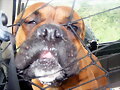 Golfo
