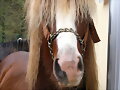 Feria del Caballo de Belmonte